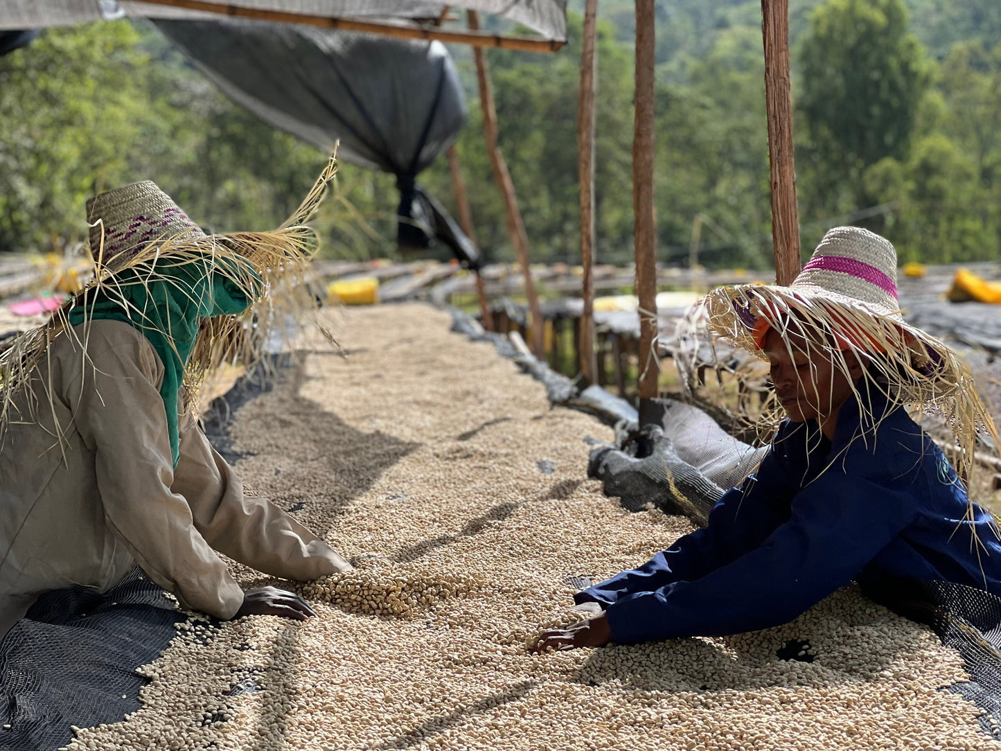 Sorting coffee parchment at Idido Washing Station in remote Yirgacheffee, Ethiopia.