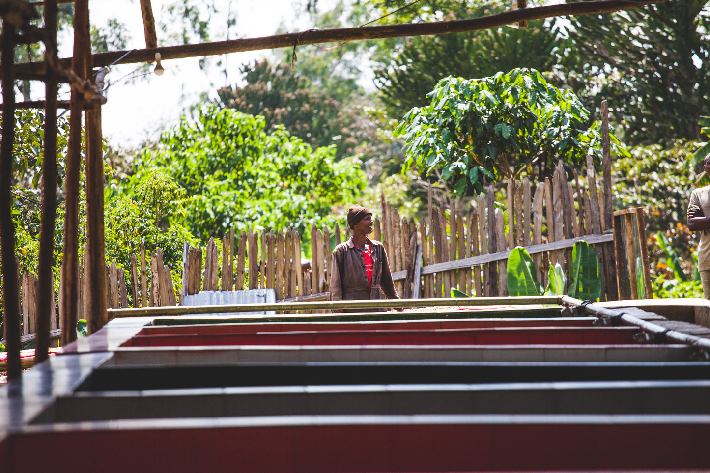 Bensa Bombe | Washed Sidamo, Ethiopia