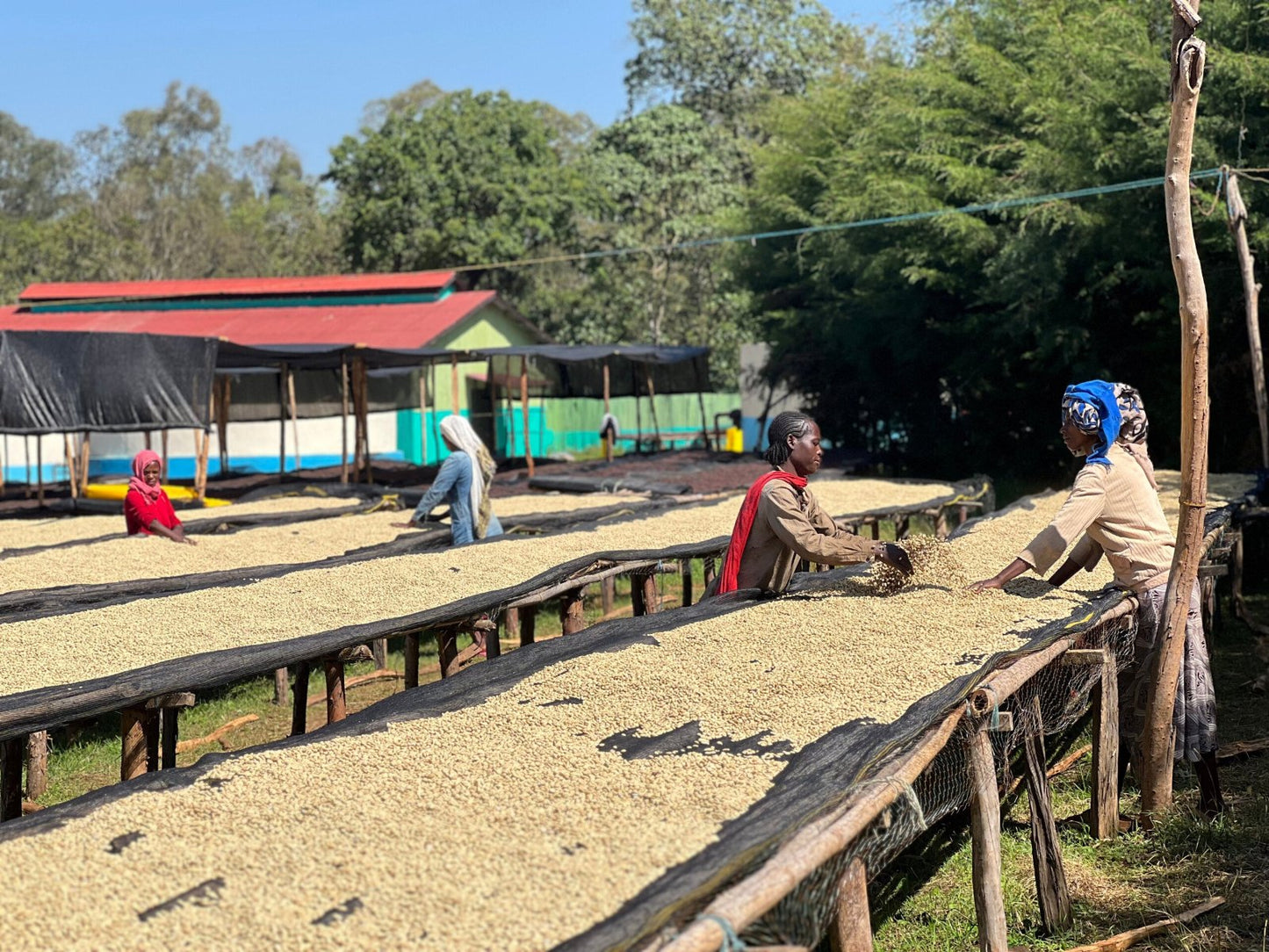 Idido | Yirgacheffe, Ethiopia