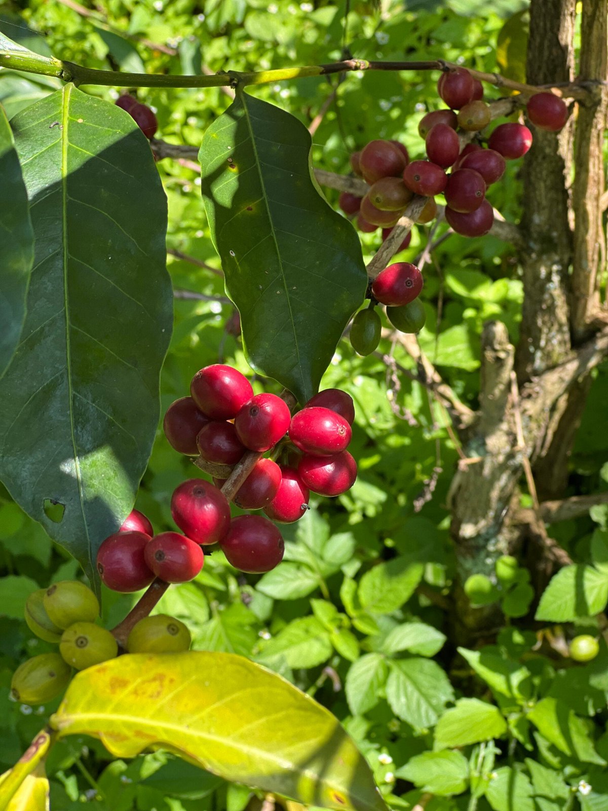 Idido | Yirgacheffe, Ethiopia