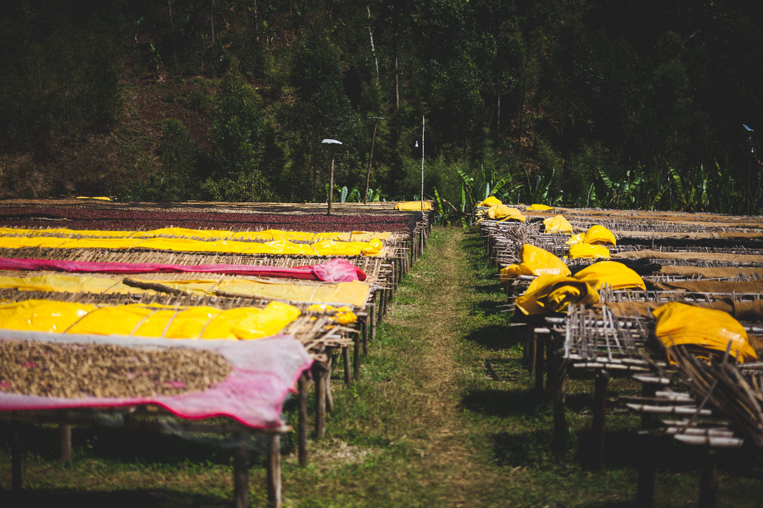 2025 Green Coffee and Employment Transparency Report