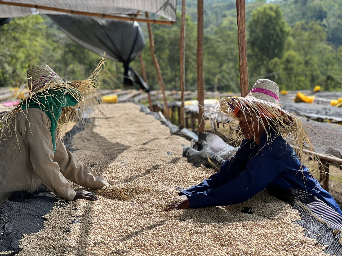 Sorting coffee parchment at Hadeso Washing Station in Guji, Ethiopia