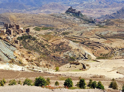 Mocha Ansi Natural | Yemen
