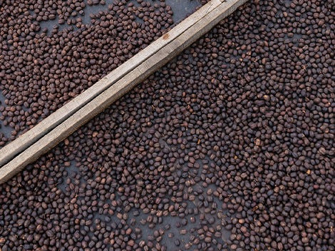 Mocha Ansi Natural | Yemen
