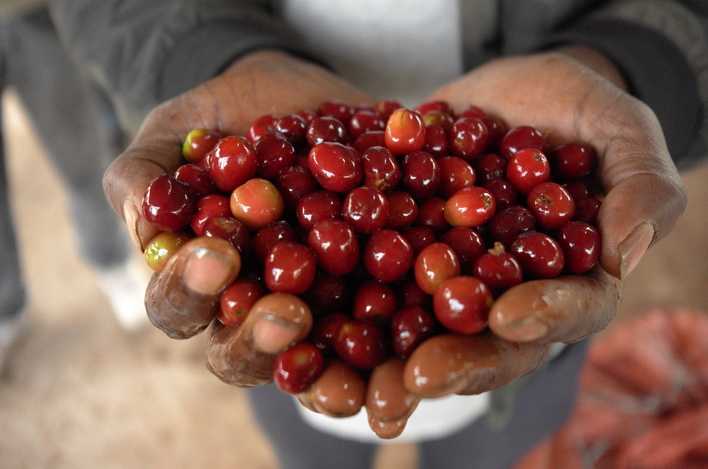 Yabitu Koba | Guji, Ethiopia