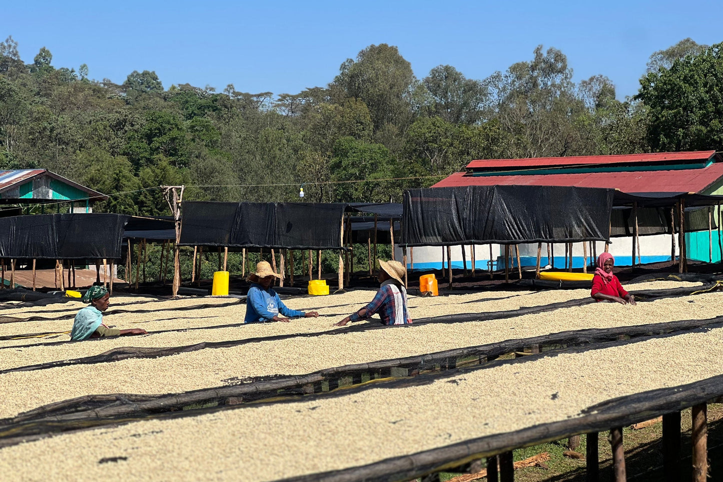 Sorting drying coffee on raised African beds at Shakiso Washing Station in Guji, Ethiopia. Image courtesy of Red Fox Coffee Merchants.