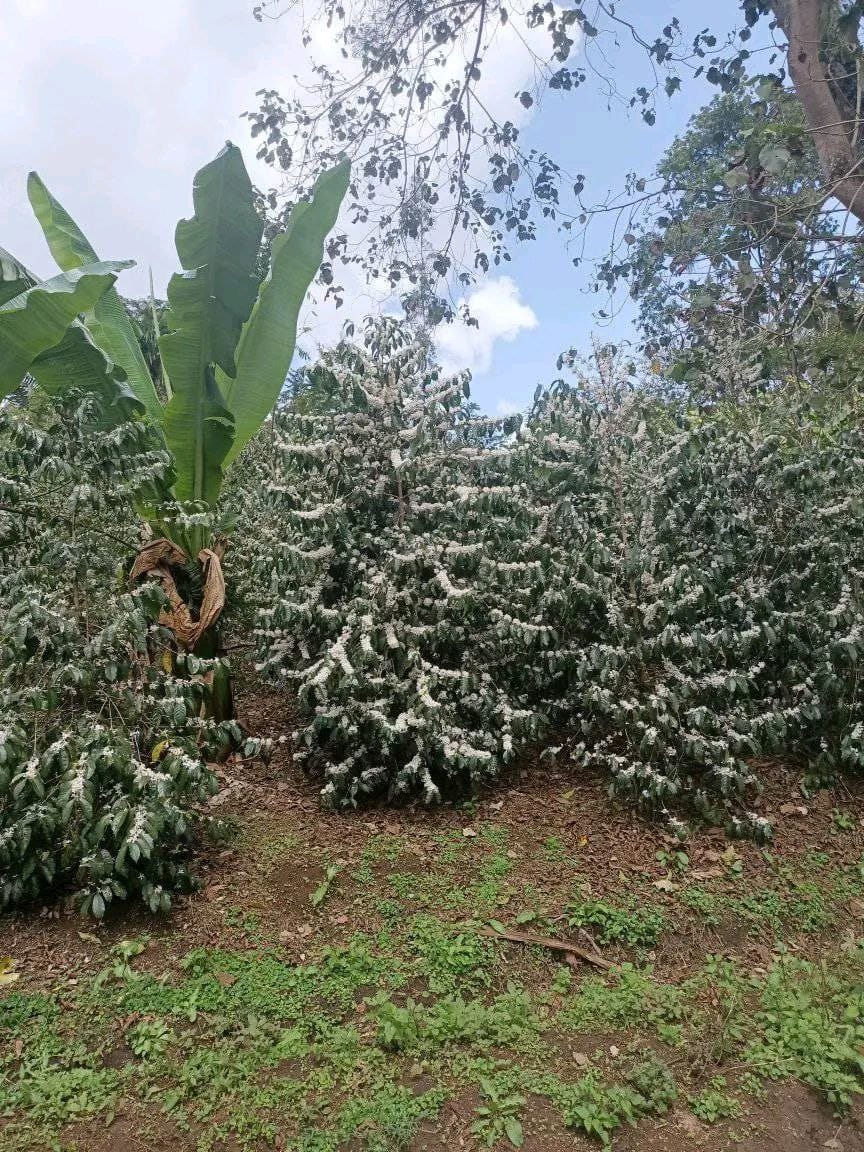 Yabitu Koba | Guji, Ethiopia