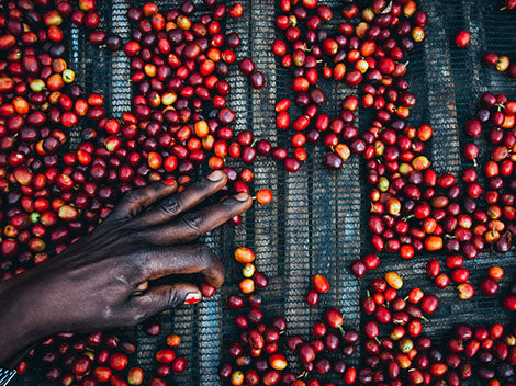 Chelbesa Organic | Yirgacheffe, Ethiopia