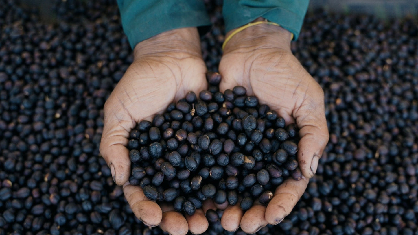 Tebe Melge Natural | Guji, Ethiopia