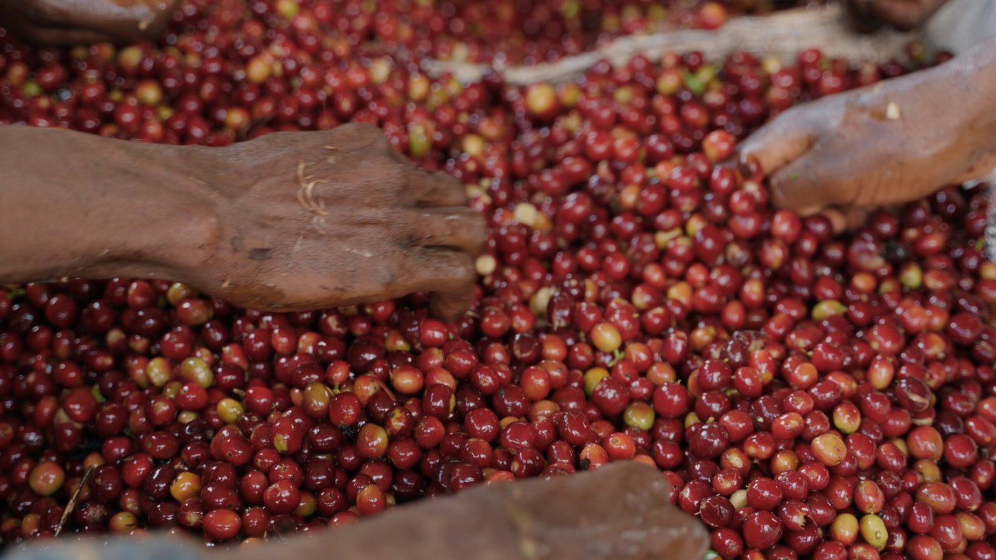 Tebe Melge Natural | Guji, Ethiopia